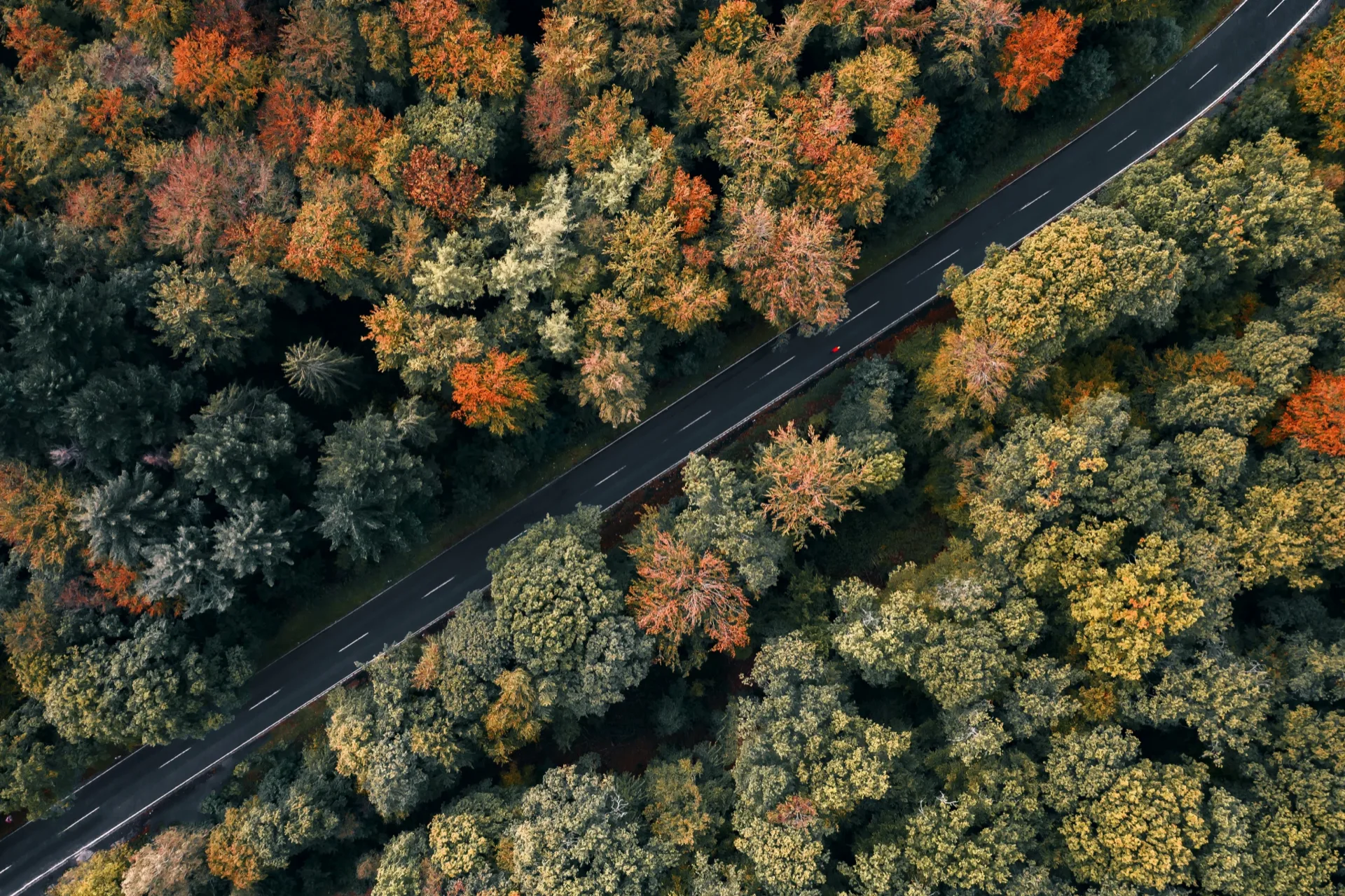 Forest View